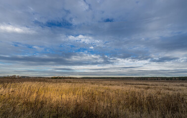 Obraz premium A field of tall grass with a cloudy sky in the background