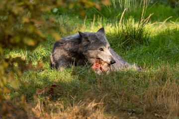 portrait d'un loup canadien gris, majestueux, mangeant un gros os en extérieur, dans un parc verdoyant