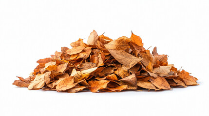 Colorful autumn leaves piled together on a white background during the fall season