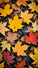 Fototapeta premium autumn leaves background