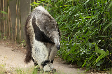 Giant Anteater Cute Animal From