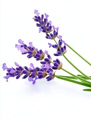 Fototapeta premium Closeup of Exquisite Lavender Blossoms