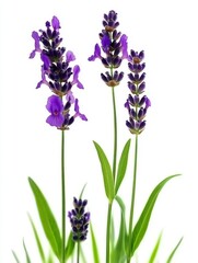 Obraz premium Delicate Lavender Blooms