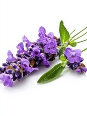 Naklejka premium Delicate Lavender Blossoms
