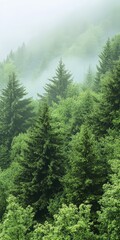 Obraz premium Foggy Forest Landscape with Lush Green Trees