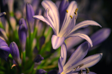 Obraz premium Purple Lily