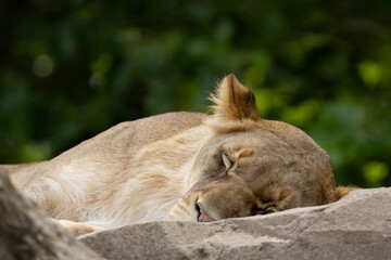 portrait of an adult beautiful lioness resting on a large stone.