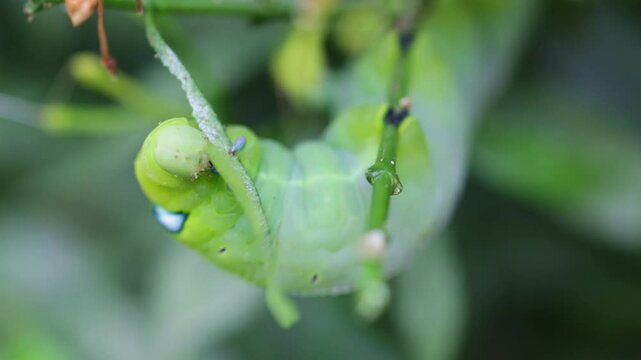 Close up of Daphnis nerii, oleander hawk-moth caterpillar eating a leaf, Thailand