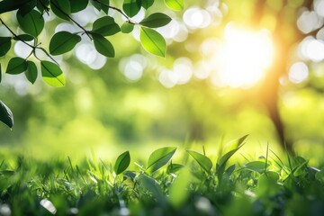 Obraz premium Sunlight through tree leaves