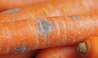 Group of raw Carrots with black dark spots (Alternaria radicina) root rot