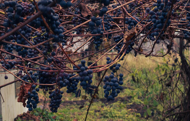 Isabella grapes, ripe bunches in late autumn