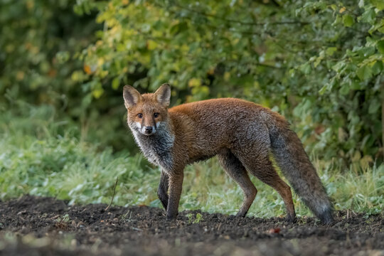 portrait d'un magnifique renard roux de tr&egrave;s pr&egrave;s, avec une tr&egrave;s belle fourrure en automne, jeune renarde seule, regardant le photographe avec insistance