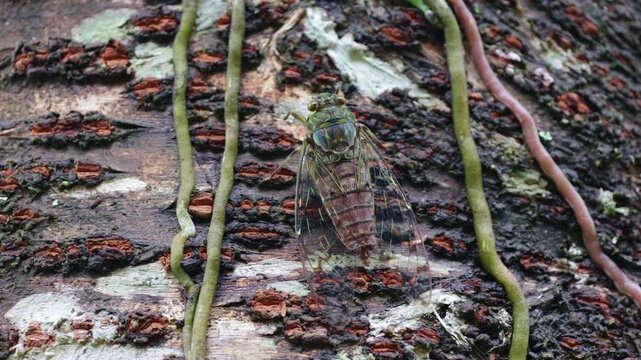 Cicada Pomponia linearis calling on a tree trunk, Thailand