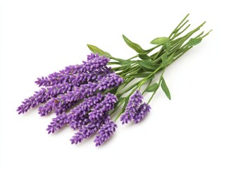 Naklejka premium Vibrant purple lavender flowers on a white background