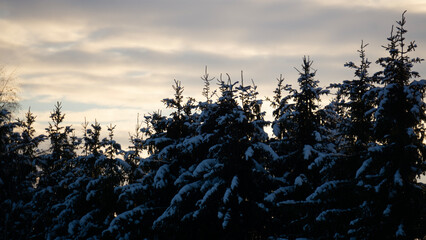 Silhouette of Snow-Covered Trees Against a Winter Sunset Sky