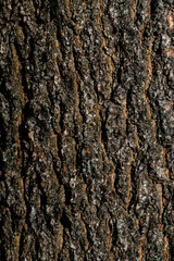 Obraz premium tree bark