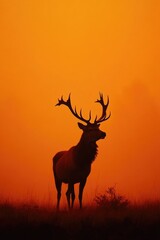 Fototapeta premium Deer in Sunset Field