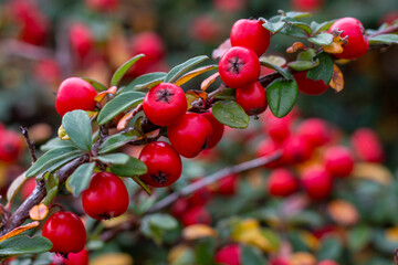 red berries on a tree