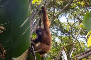 Young female orangutan © karenfoleyphoto