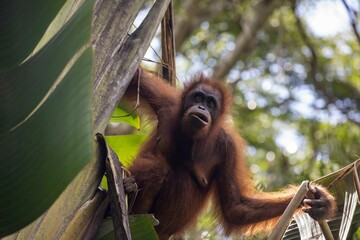 Female orangutan in tree © karenfoleyphoto