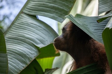 Profile of female orangutan © karenfoleyphoto