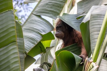 Young female orangutan in palm tree © karenfoleyphoto