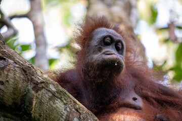 Female orangutan © karenfoleyphoto