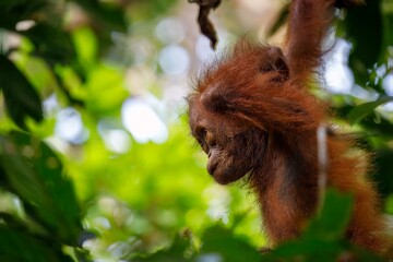 Profile of infant orangutan © karenfoleyphoto
