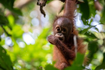 Hanging infant orangutan © karenfoleyphoto