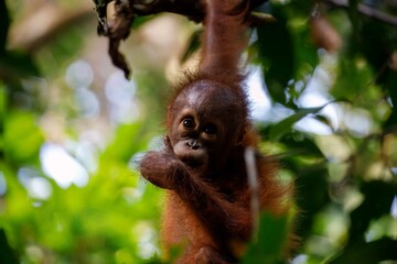 Young orangutan showing thumb