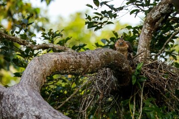 Wallace hawk eagle protecting nest