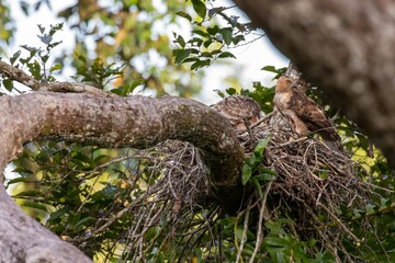 Wallace hawk eagle in nest