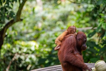 Orangutan female with infant © karenfoleyphoto