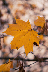 autumn maple leaf