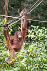 Feeding orangutan