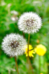 Obraz premium DIENTE DE LEÓN FLOR BOTÁNICA MEDICINA NATURAL