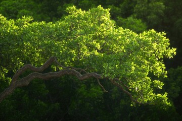 Vibrant green foliage of a lush tree branch in a natural setting
