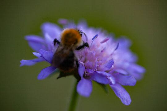 Hummel auf Ackerwitwenblume