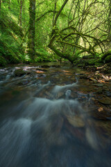 Obraz premium Surface water layer after a dry summer in the forests