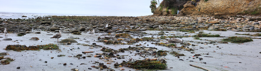Birds foraging tidal sea basin in Tourmaline or Old Man's Surfing Park full of lobster tails, shell fish and other ocean gifts, San Diego, CA