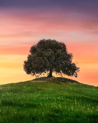 Naklejka premium Holm oak on top of the hill at sunset. Buonconvento, province of Siena, Tuscany