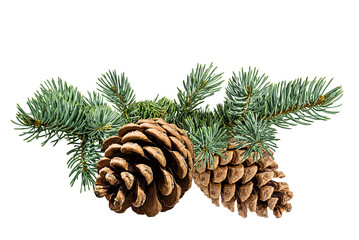 Brown pine cone on white background with clipping pass