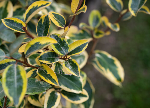 Elaeagnus, with variegated leaves. It is commonly known as silverberry or oleaster.