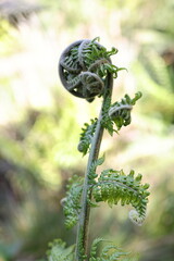 Fototapeta premium Fuzzy fern frond unfurling in natural sunlight