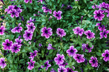 Obraz premium Colorful garden scene featuring dense cluster of vibrant purple-flowered plants at front.
