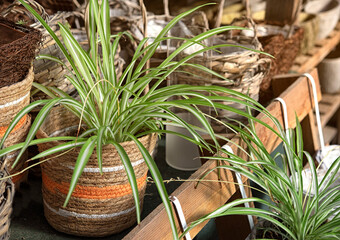 Chlorophytum comosum, usually called spider plant is a species of evergreen perennial flowering plant of the family Asparagaceae. Variegated leaves. Close up.