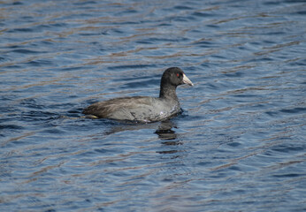 american coot with red eyes in a pond