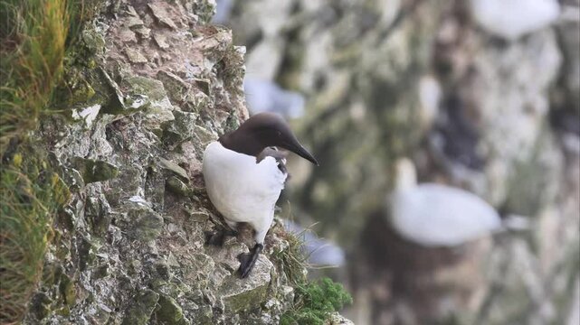Guillemot (Uria aalge) on the edge of the cliff, 4K Video.