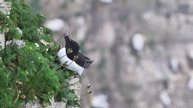 Razorbill (Alca torda) on the edge of the cliff, 4K Video.