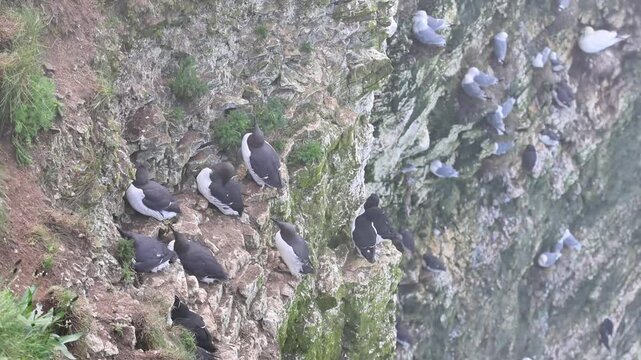 Seabirds on the edge of a cliff on a misty day.

